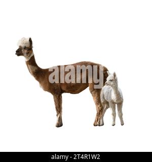 Ein Pacos Lama, Alpaca mit ihrem Welpen auf transparentem Hintergrund Stockfoto