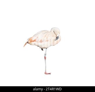 Europäischer rosafarbener Flamingo auf transparentem Hintergrund Stockfoto