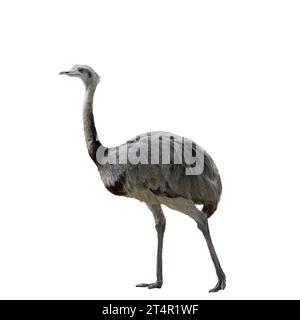 Greater Rhea - Nandu auf transparentem Hintergrund Stockfoto