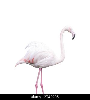 Europäischer rosafarbener Flamingo auf transparentem Hintergrund Stockfoto