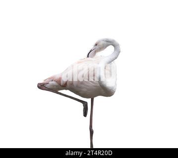 Europäischer rosafarbener Flamingo auf transparentem Hintergrund Stockfoto