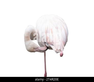 Europäischer rosafarbener Flamingo auf transparentem Hintergrund Stockfoto