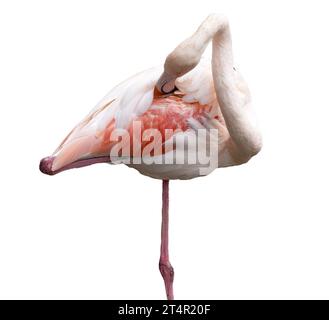 Europäischer rosafarbener Flamingo auf transparentem Hintergrund Stockfoto