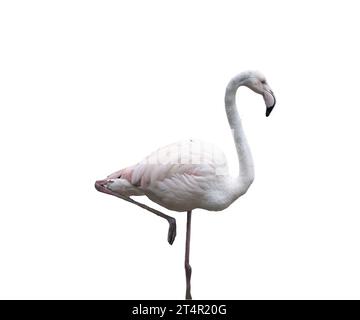 Europäischer rosafarbener Flamingo auf transparentem Hintergrund Stockfoto