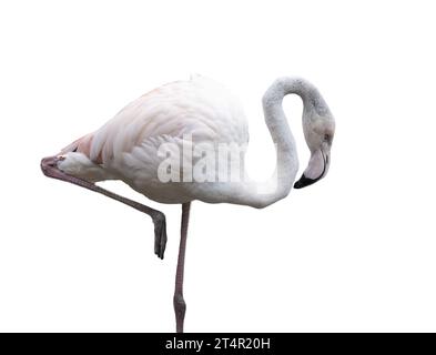 Europäischer rosafarbener Flamingo auf transparentem Hintergrund Stockfoto