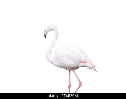 Europäischer rosafarbener Flamingo auf transparentem Hintergrund Stockfoto