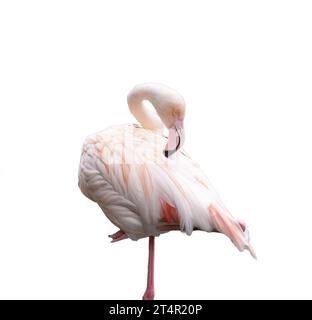 Europäischer rosafarbener Flamingo auf transparentem Hintergrund Stockfoto