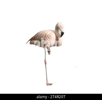 Europäischer rosafarbener Flamingo auf transparentem Hintergrund Stockfoto