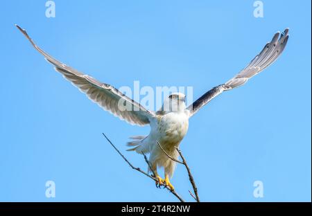Ein Kite mit schwarzem Bund startet von seiner Sitzbank. Stockfoto