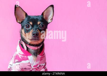 Niedlicher schwarzer und brauner weiblicher Chihuahua Welpe Hund in rosa Kostüm Kleidung Outfit isoliert auf weißem Hintergrund Stockfoto