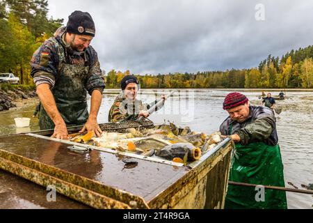 Karpfenfischerei in der Oberpfalz. Seit dem 13. Jahrhundert wird in der Region Tirschenreuth Fisch gezüchtet. Im Herbst werden die Teiche geleert und die Fische in Wasserbecken gelegt, bevor sie verkauft oder geschlachtet werden. Wiesau (VGem), Deutschland Stockfoto