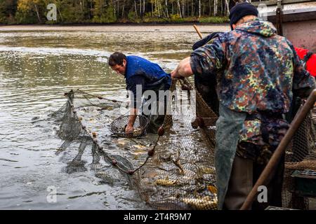 Erst am Tag des Fischens wird deutlich, wie viele Karpfen noch im Teich sind. Otter, Kormorane und Graureiher können den Strumpf in einem Teich erheblich dezimieren. Wiesau (VGem), Deutschland Stockfoto