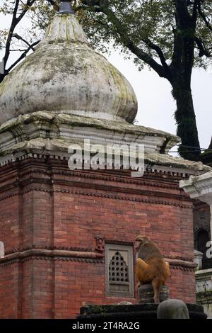 Kathmandu, Nepal: Ein Affe an einem der 518 Minitempel im Komplex des berühmten Hindu Pashupatinath Tempels, der Shiva gewidmet ist, entlang des Flusses Bagmati Stockfoto