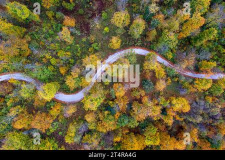 Drohnenluftaufnahme einer sich windenden Schotterstraße, die durch einen wunderschönen Wald mit lebhaften Herbstfarben in der malerischen Region Notranjska in Slowenien führt. Stockfoto