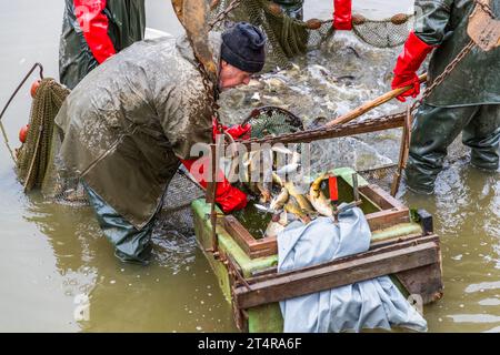 Umladen von Nahrungsfischen wie Karpfen und zander aus dem Netz in einen Transportbehälter. Die Karpfenfischerei in der Oberpfalz beginnt Ende September. Mitterteich (VGem), Deutschland Stockfoto