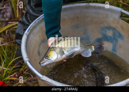 Zander aus einem Bauernteich in der Oberpfalz. Der Speisefisch wird neben Karpfen als Strumpffisch in den Teichen gezüchtet. Mitterteich (VGem), Deutschland Stockfoto