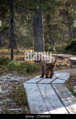 Australisches Labradoodle-Welpe, Aprikosenfarben. Auf einem Wanderweg im skandinavischen Wald. Stockfoto