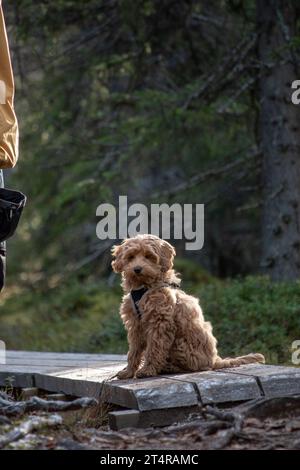 Australisches Labradoodle-Welpe, Aprikosenfarben. Auf einem Wanderweg im skandinavischen Wald. Stockfoto