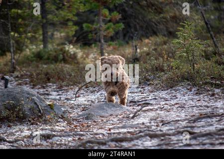 Australisches Labradoodle-Welpe, Aprikosenfarben. Auf einem Wanderweg im skandinavischen Wald. Stockfoto