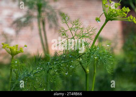 Dill, Dille oder Gurkenkraut, auch Dillkraut und Dillfenchel genannt Anethum graveolens in einem Bauerngarten *** Dill, Dill oder Gurkenkraut, auch Dillkraut und Dillfenchel Anethum graveolens in einem Hüttengarten genannt. Quelle: Imago/Alamy Live News Stockfoto