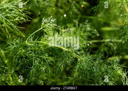 Dill, Dille oder Gurkenkraut, auch Dillkraut und Dillfenchel genannt Anethum graveolens in einem Bauerngarten *** Dill, Dill oder Gurkenkraut, auch Dillkraut und Dillfenchel Anethum graveolens in einem Hüttengarten genannt. Quelle: Imago/Alamy Live News Stockfoto