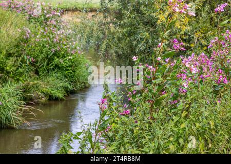 Nahaufnahme der wilden Pflanze mit rosa Blüten und dem schmalen Geul-Fluss in verschwommenem Hintergrund, üppige grüne Vegetation, sonniger Tag in Terpoorten, Epen, South L Stockfoto