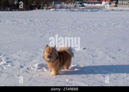 Hunde spielen und rennen im Schnee. Eurasier, Labradoodle und Flatcoated Retriever spielen im Winter. Fotografiert in Schwedisch Lappland. Stockfoto