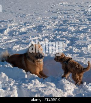 Hunde spielen und rennen im Schnee. Eurasier, Labradoodle und Flatcoated Retriever spielen im Winter. Fotografiert in Schwedisch Lappland. Stockfoto