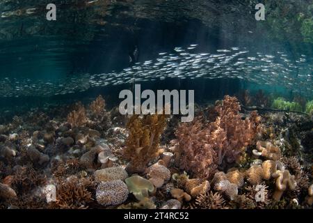 In Raja Ampat, Indonesien, schwimmt eine Schule von Silversiden über flache Korallen inmitten eines Mangrovenwaldes. Diese Region weist eine hohe biologische Vielfalt der Meere auf. Stockfoto