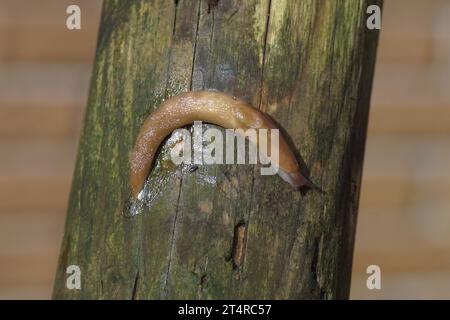 Gelber Slug (Limacus flavus Synonym Limax flavus). Familie Keelback-Schnecken (Limacidae). Kriechen über eine Holzstange. Herbst, Niederlande, Oktober Stockfoto