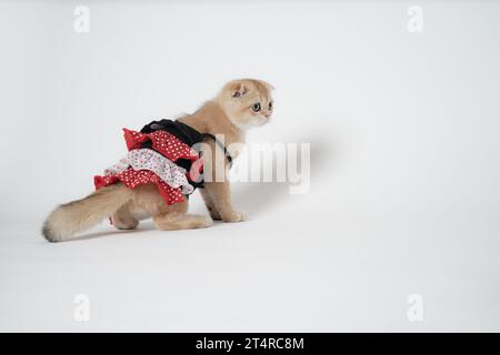 Kleines Kätzchen in einem rot-weißen spanischen Kleid, modische Kätzchen Fotos, die auf weißem Hintergrund hufen. Stockfoto