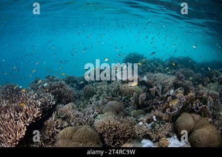 Eine Vielzahl von Korallen und Fischen gedeihen auf einem flachen Riff in Raja Ampat. Diese abgelegene, tropische Gegend ist bekannt als das Herz des Korallendreiecks. Stockfoto