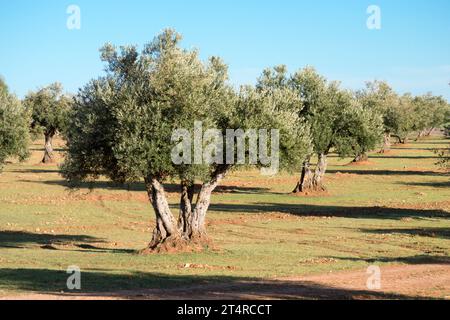 Olivar Mediterráneo en España fuente de aceite de oliva virgen extra Stockfoto