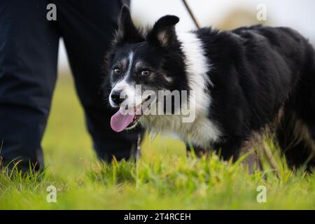 Working Border Collie Dog - UK Stockfoto