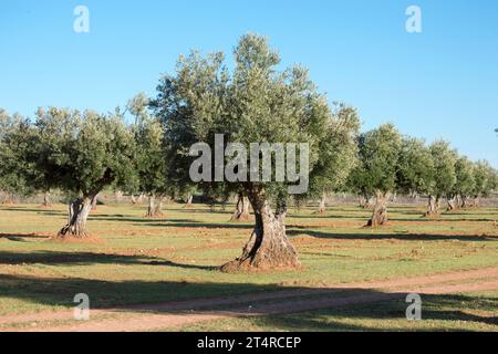 Olivar Mediterráneo en España fuente de aceite de oliva virgen extra Stockfoto