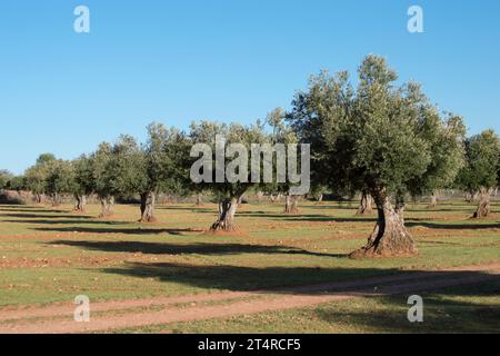 Olivar Mediterráneo en España fuente de aceite de oliva virgen extra Stockfoto