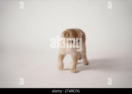 Ein blondes schottisches Faltkätzchen, das auf weißem Hintergrund läuft, eine rote Katze der schottischen Faltrasse. Stockfoto