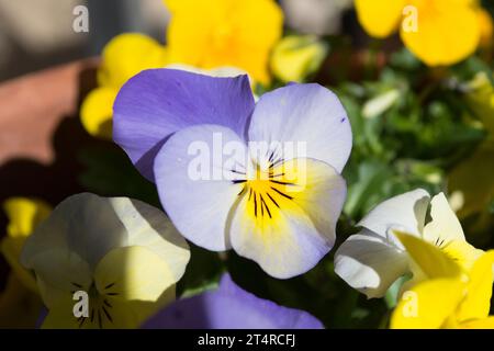 Pensamientos, flores de Jardín Stockfoto