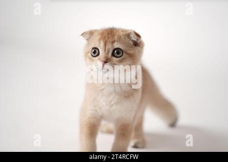Ein blondes schottisches Faltkätzchen, das auf weißem Hintergrund läuft, eine rote Katze der schottischen Faltrasse. Stockfoto