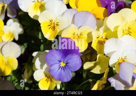 Pensamientos, flores de Jardín Stockfoto