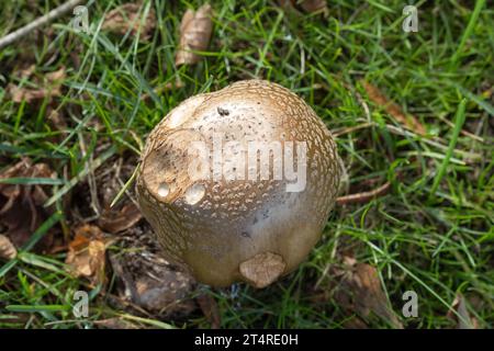 Wilde Pilze wachsen in feuchtem Gras, in der Nähe von Bäumen, Großbritannien. Vielleicht der Blusher, Amanita rubescens. Stockfoto