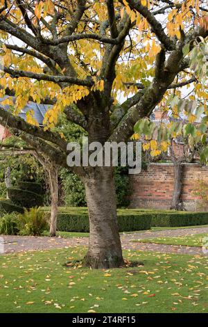 Shakespeare Garden im Herbst, Lightwoods House, Bearwood, Birmingham, West Midlands, England, Großbritannien Stockfoto