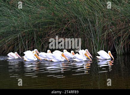 Eine Gruppe amerikanischer weißer Pelicaner, Pelecanus erythrorhynchos, in San Diego Creek, Irvine, Kalifornien, fotografiert am 26. Oktober 2023. Stockfoto