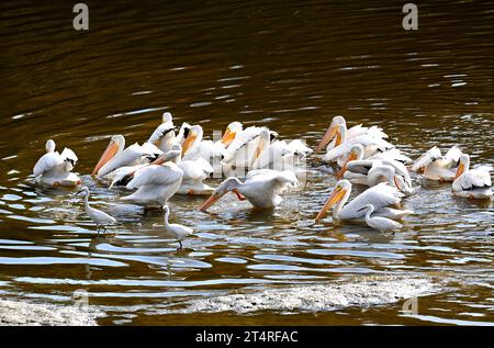 Eine Gruppe amerikanischer weißer Pelicaner, Pelecanus erythrorhynchos, die im San Diego Creek, Irvine, Kalifornien, füttern, fotografiert am 26. Oktober 2023. Stockfoto