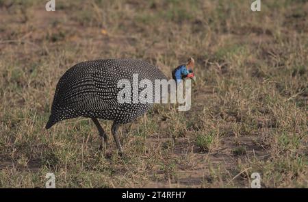 Seitenansicht eines Helmguineafuhs, der im wilden masai Mara in kenia auf Nahrungssuche am Boden ist Stockfoto