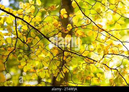 Voller Rahmen gelblicher Blätter auf einem dünnen Buchenzweig gegen die Bäume im Wald, Monte Amiata, Toskana, Italien Stockfoto