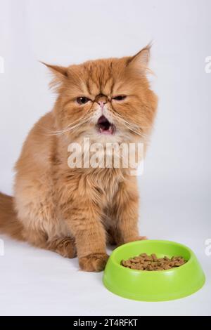 Rote Katze isst Trockenfutter aus einer Schüssel. Persische exotische Langhaarkatze ist auf weißem Hintergrund Stockfoto