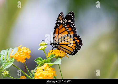 Malerisches Foto eines Monarch-Schmetterlings, der Nektar aus gelben Blumen mit weichem grauem Hintergrund trinkt Stockfoto