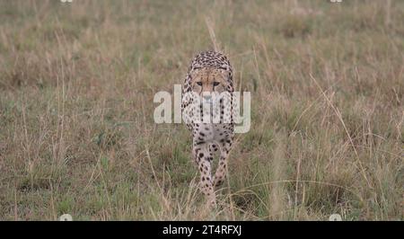 Frontprofil eines Gepardes, der heimlich auf der Jagd in der wilden Savanne von masai Mara in kenia läuft Stockfoto