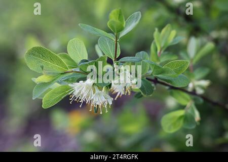 Lonicera caerulea, auch bekannt als blaues Geißblatt, süßes Geißblatt, Fliegenblatt, blaues Geißblatt oder Honigbeere Stockfoto